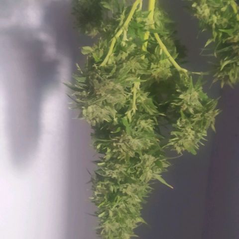Margaret  growlog timeline photo