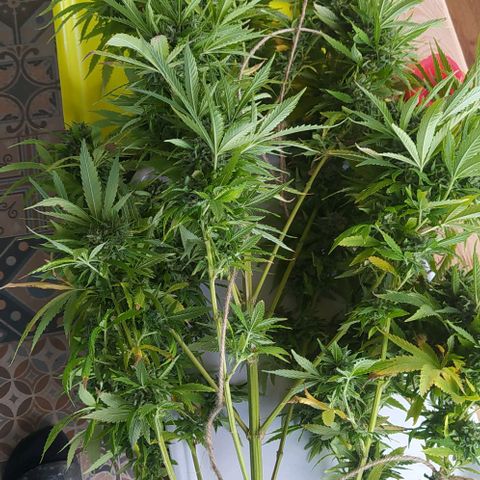 Margaret  growlog timeline photo