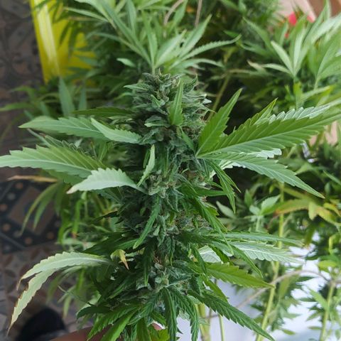 Margaret  growlog timeline photo