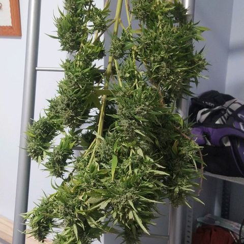 Margaret  growlog timeline photo
