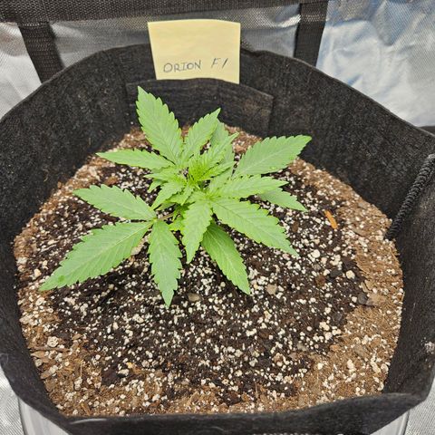 Orion F1 growlog timeline photo