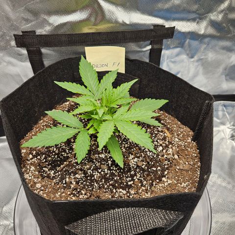 Orion F1 growlog timeline photo