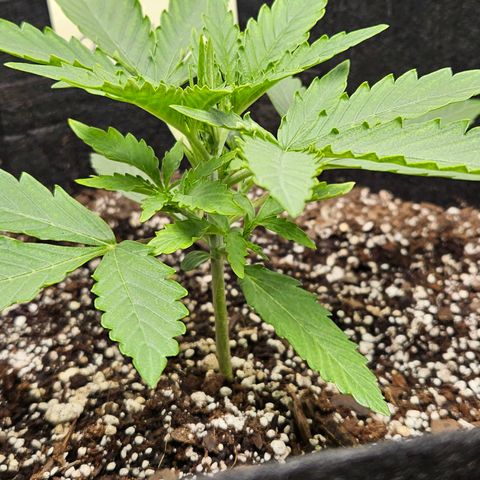 Orion F1 growlog timeline photo