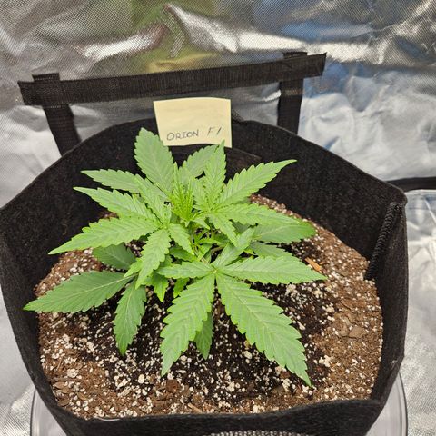 Orion F1 growlog timeline photo