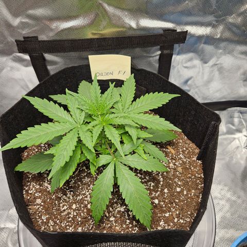 Orion F1 growlog timeline photo