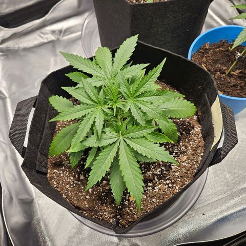 Orion F1 growlog timeline photo