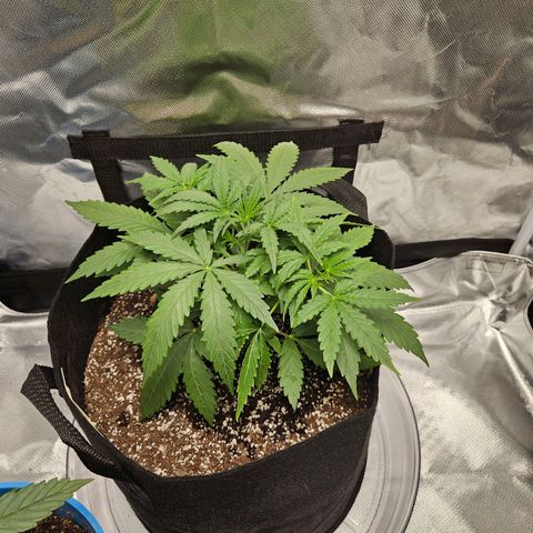 Orion F1 growlog timeline photo