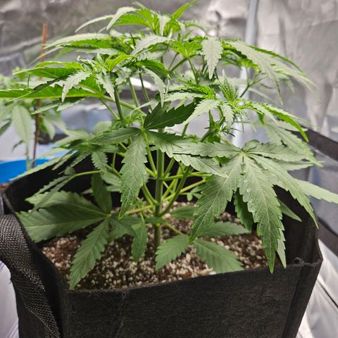 Orion F1 growlog timeline photo