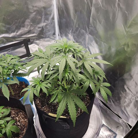 Orion F1 growlog timeline photo