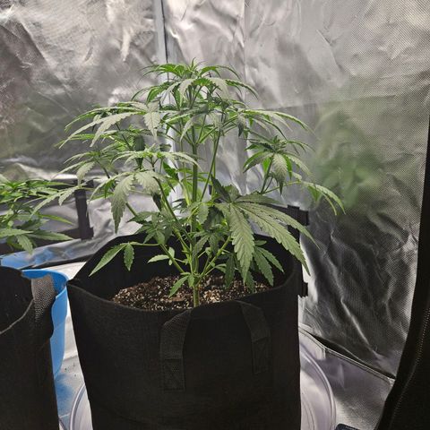 Orion F1 growlog timeline photo