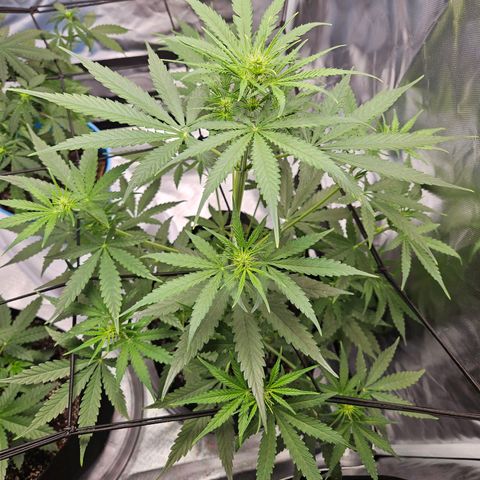 Orion F1 growlog timeline photo