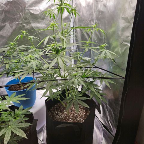 Orion F1 growlog timeline photo