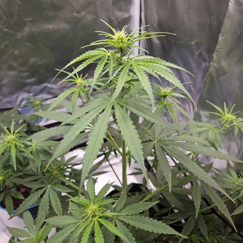 Orion F1 growlog timeline photo