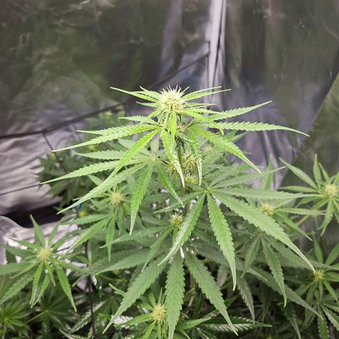 Orion F1 growlog timeline photo
