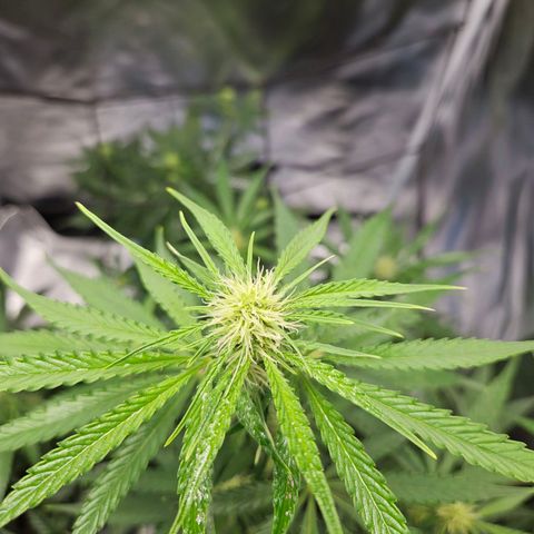 Orion F1 growlog timeline photo
