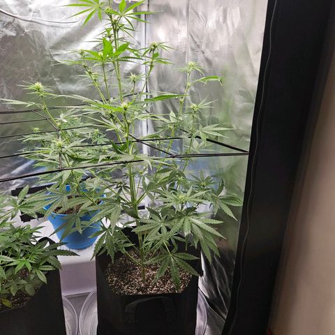 Orion F1 growlog timeline photo