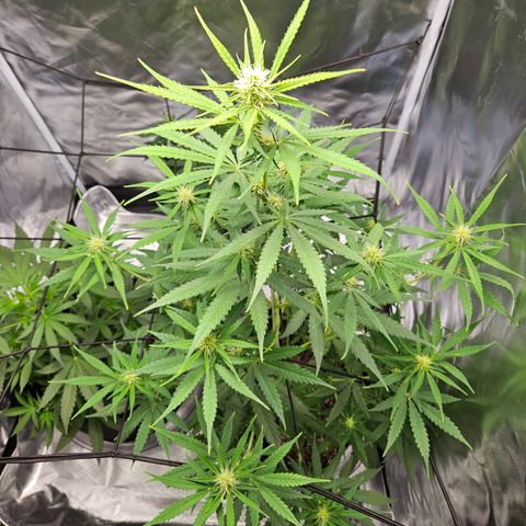 Orion F1 growlog timeline photo