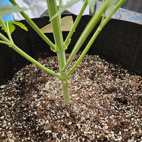 Orion F1 growlog timeline photo