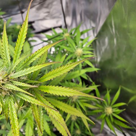 Orion F1 growlog timeline photo