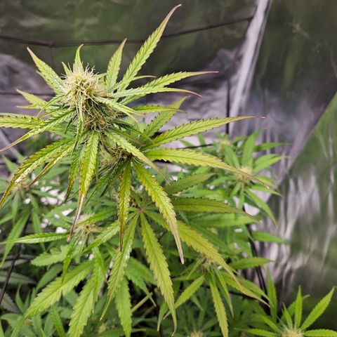 Orion F1 growlog timeline photo