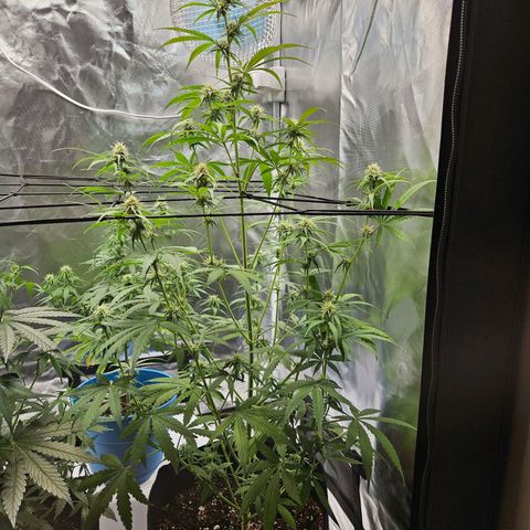 Orion F1 growlog timeline photo