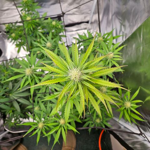 Orion F1 growlog timeline photo