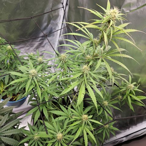 Orion F1 growlog timeline photo