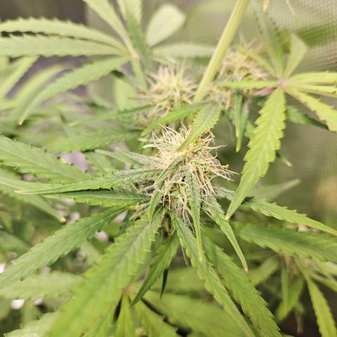 Orion F1 growlog timeline photo