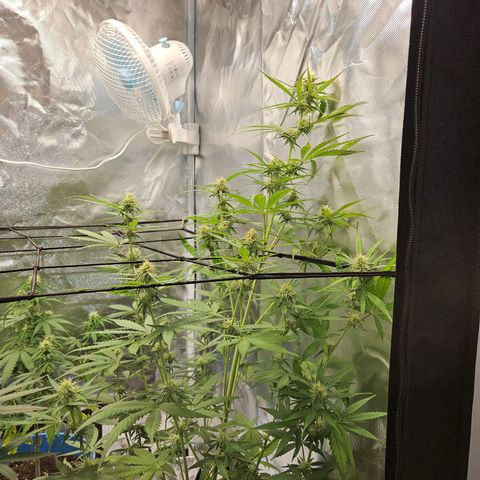 Orion F1 growlog timeline photo