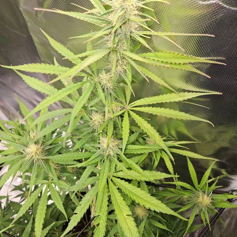 Orion F1 growlog timeline photo