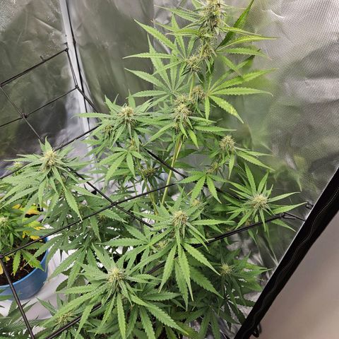 Orion F1 growlog timeline photo
