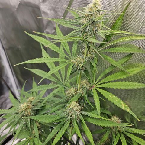 Orion F1 growlog timeline photo