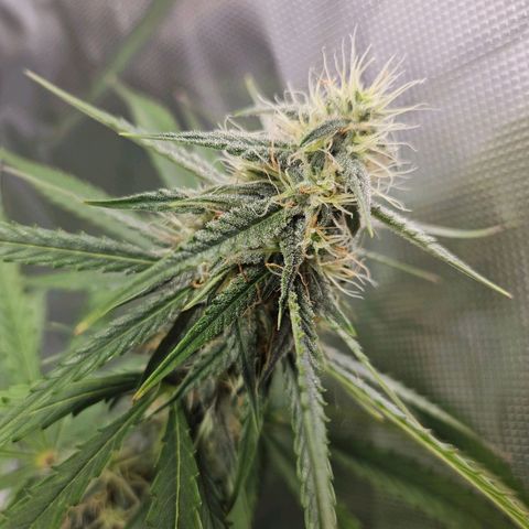 Orion F1 growlog timeline photo