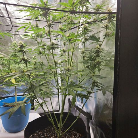Orion F1 growlog timeline photo