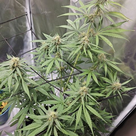 Orion F1 growlog timeline photo
