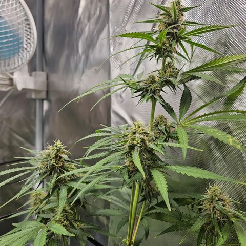 Orion F1 growlog timeline photo