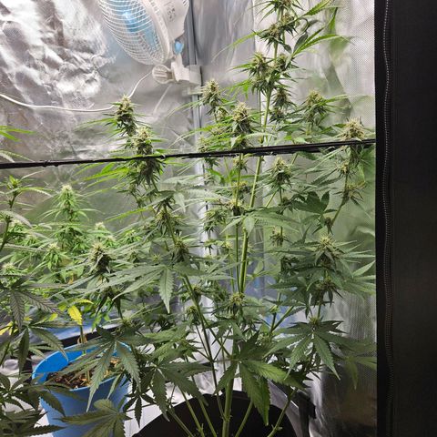 Orion F1 growlog timeline photo