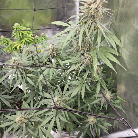 Orion F1 growlog timeline photo