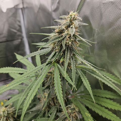 Orion F1 growlog timeline photo