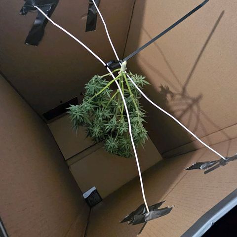 Orion F1 growlog timeline photo