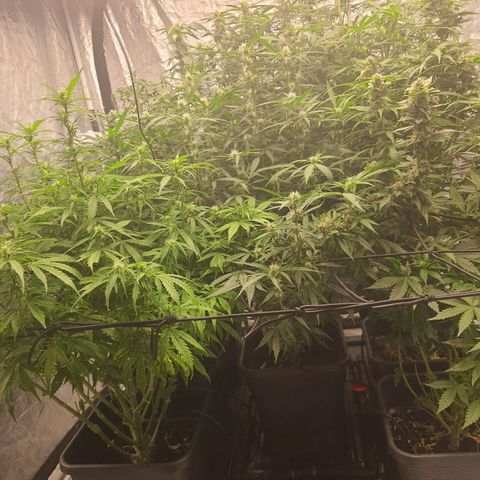 Mass xxl #2 growlog timeline photo