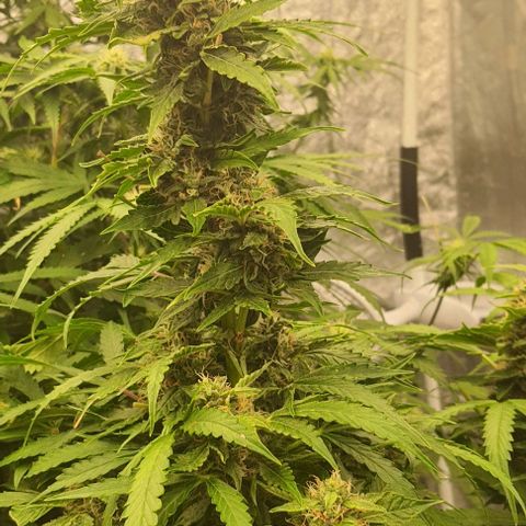 Mass xxl #2 growlog timeline photo