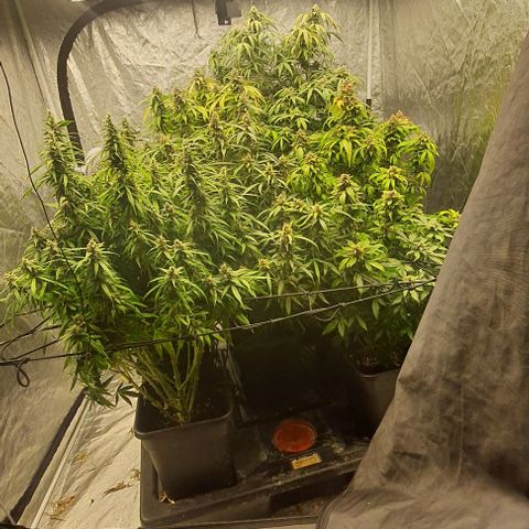 Mass xxl #2 growlog timeline photo