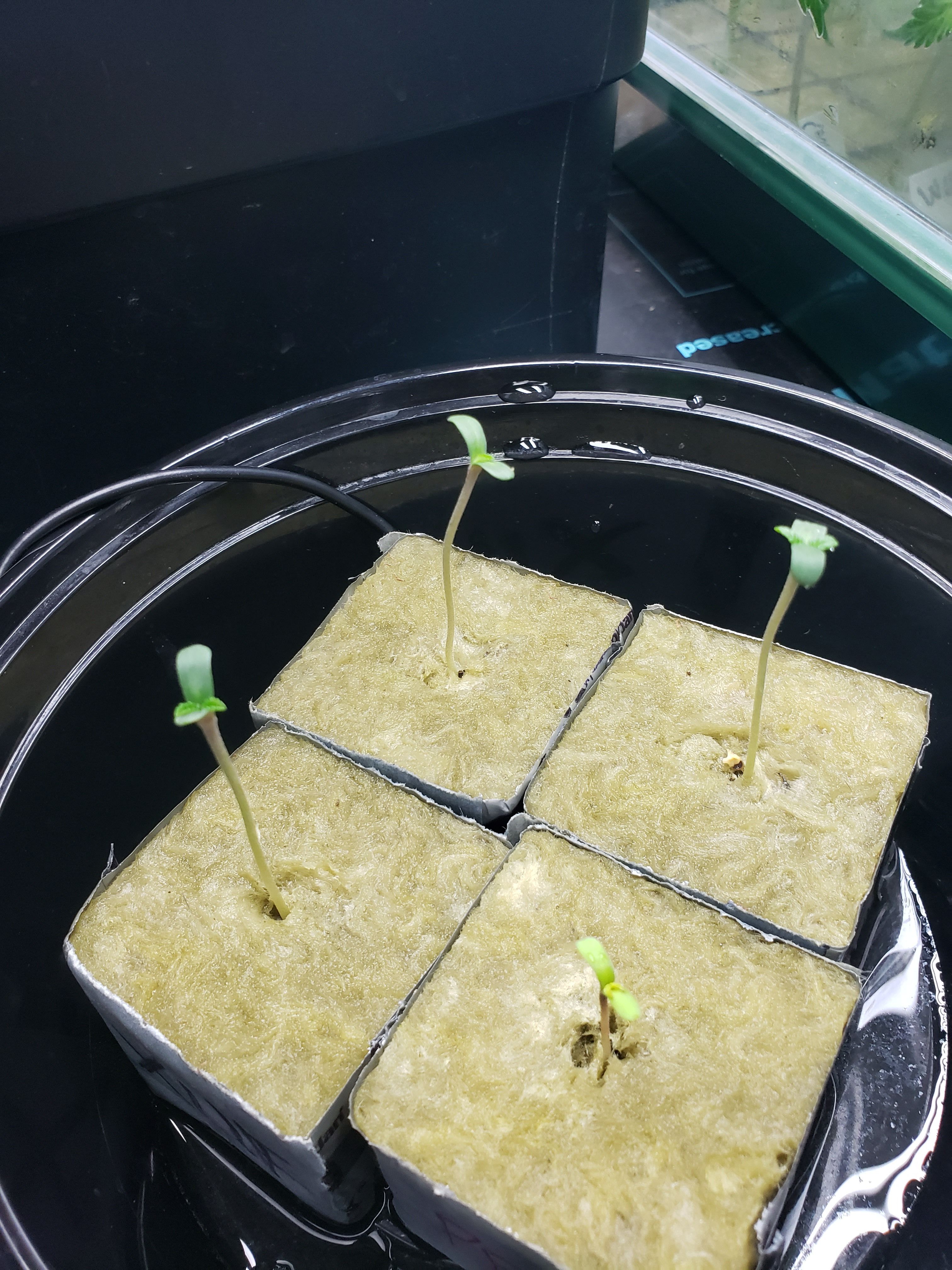 Ex-Wife growlog header