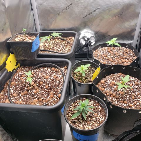 Dr Seedsman CBD 30:1 growlog timeline photo