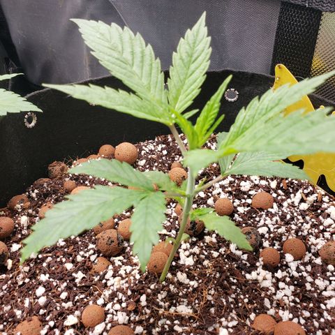 Dr Seedsman CBD 30:1 growlog timeline photo