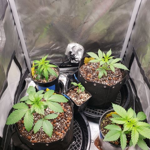 Dr Seedsman CBD 30:1 growlog timeline photo