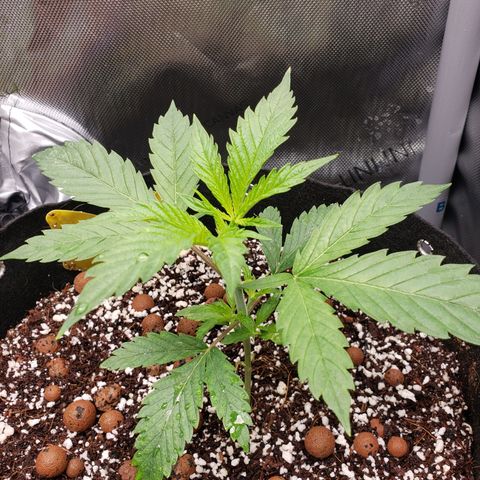 Dr Seedsman CBD 30:1 growlog timeline photo