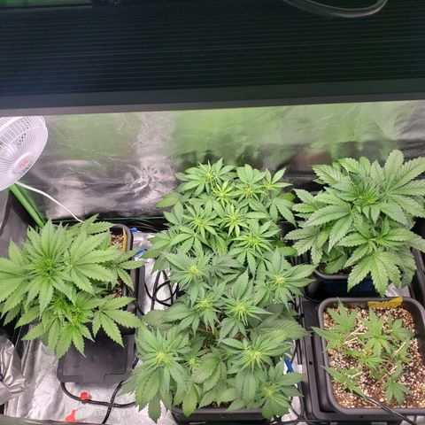Dr Seedsman CBD 30:1 growlog photo: Put autos in center and gave the Durban poison more room