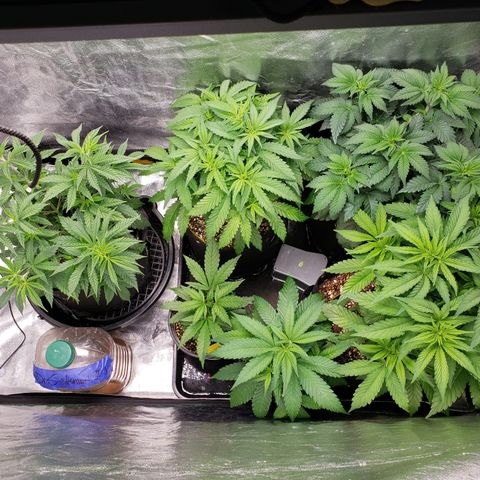 Dr Seedsman CBD 30:1 growlog timeline photo
